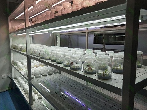兰西植物组织培养实验室设计建设方案